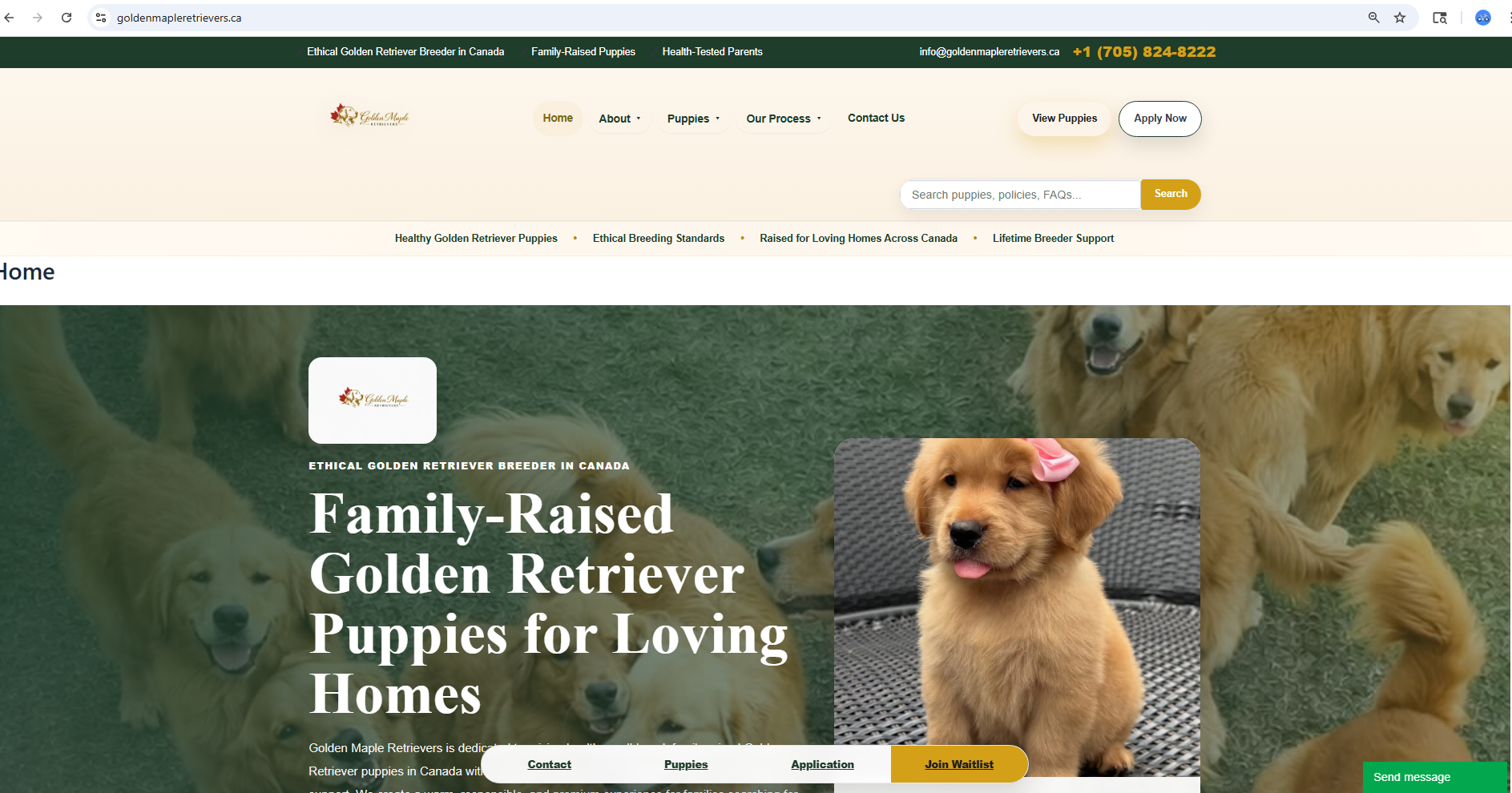 Introducing Your Golden Retriever Puppy to Other Pets