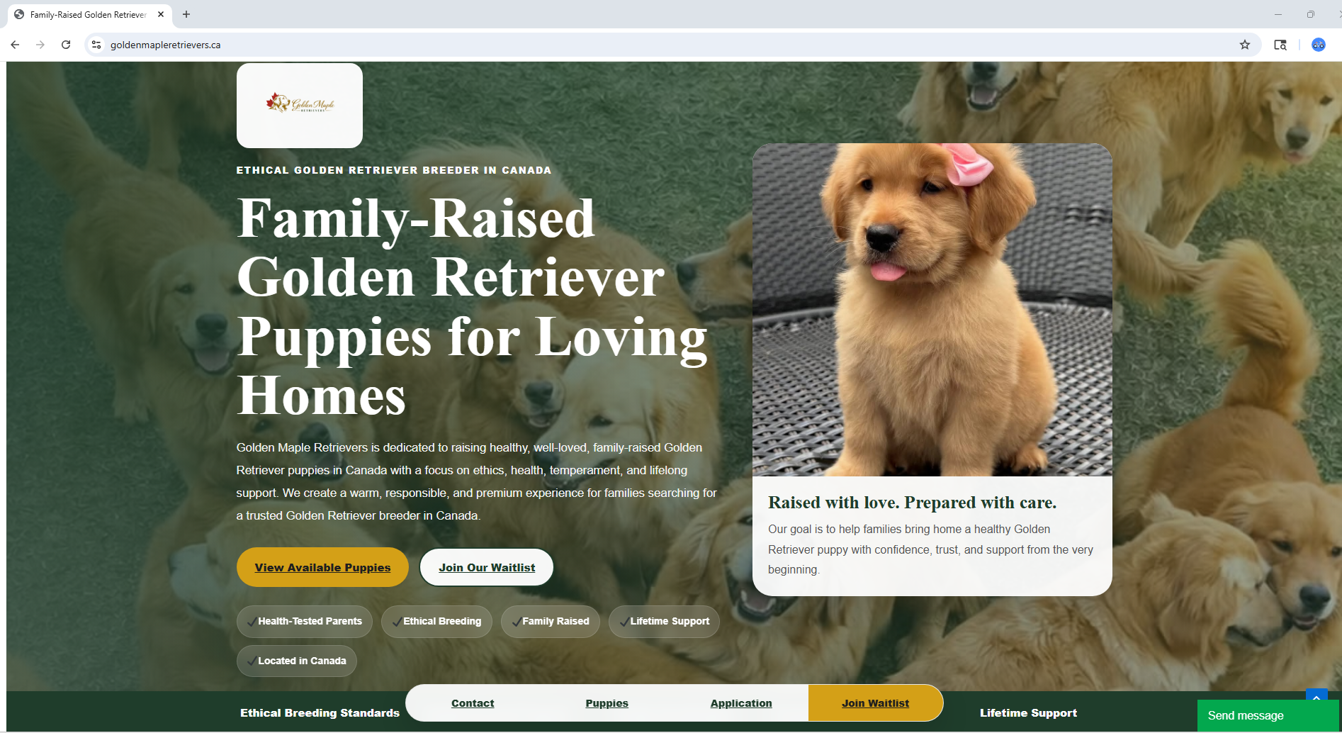 Questions to Ask Before Bringing Home a Golden Retriever Puppy