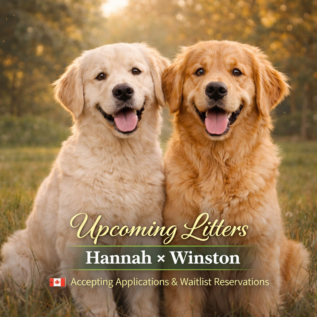 Golden Retriever Puppies for Loving Homes: What That Really Means