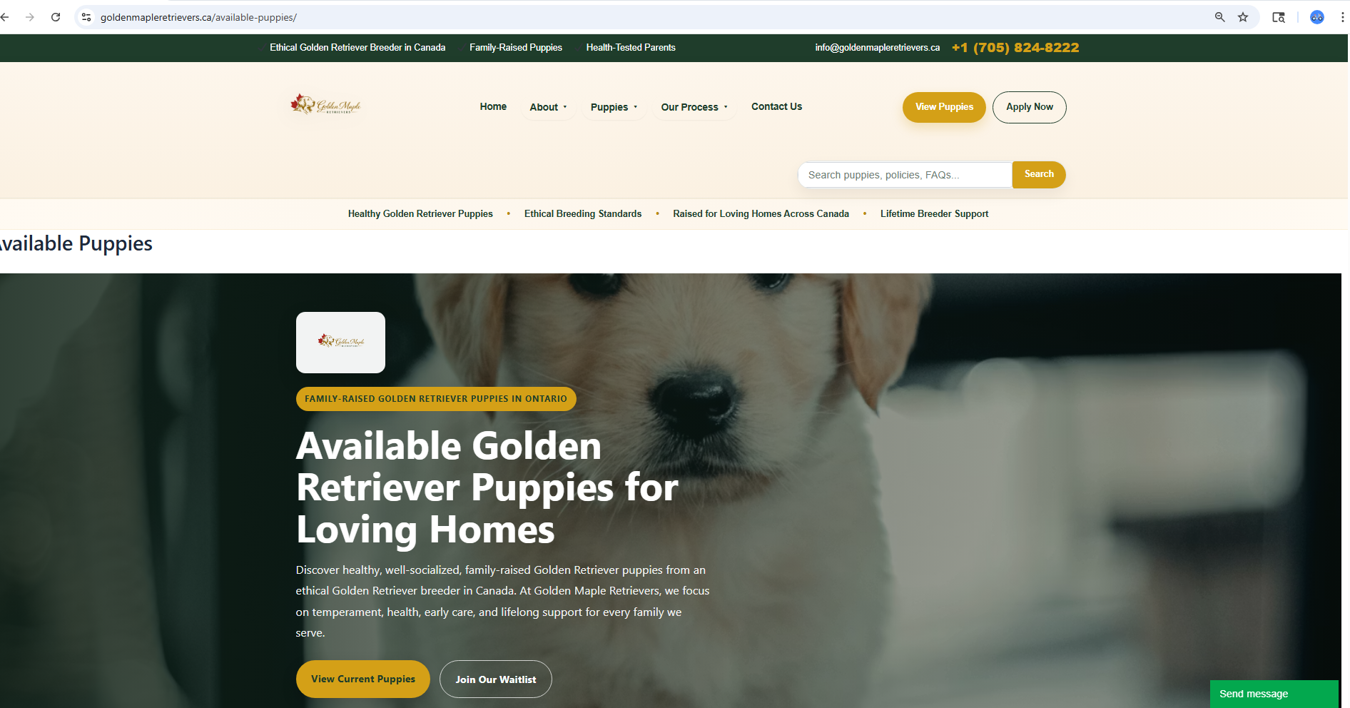 Golden Retriever Puppies in Canada: Finding the Right Fit