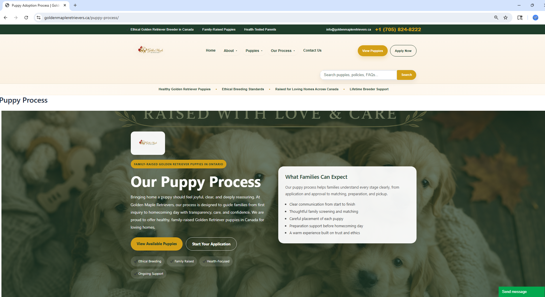 Golden Retriever Grooming Basics for Families
