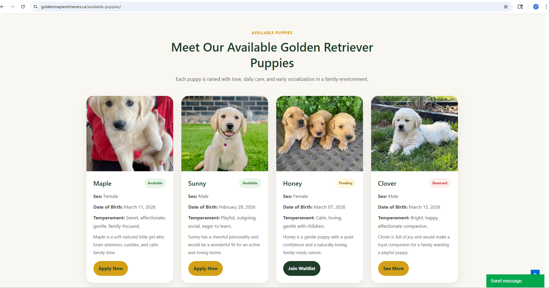 What Makes a Golden Retriever the Perfect Family Dog