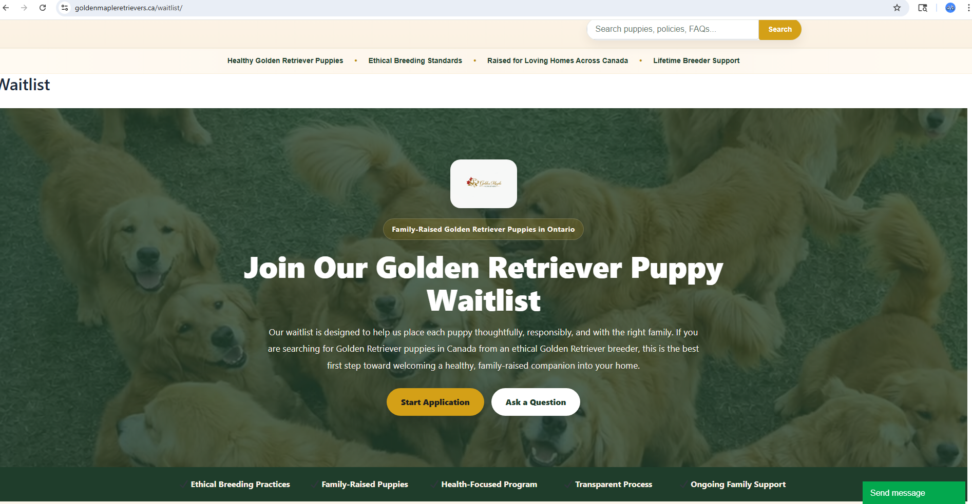 Male vs Female Golden Retriever: Which Is Right for You