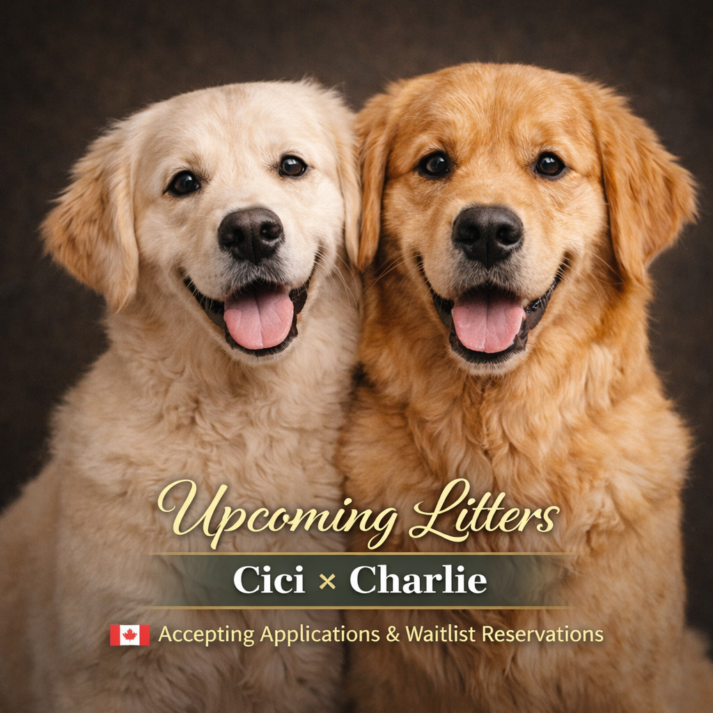 What Comes With a Puppy From Golden Maple Retrievers