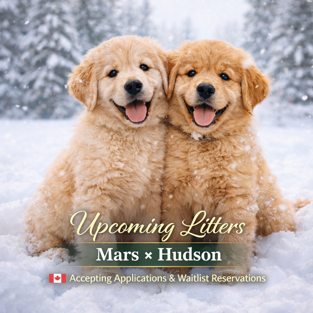 Family-Raised Golden Retriever Puppies: What It Really Means