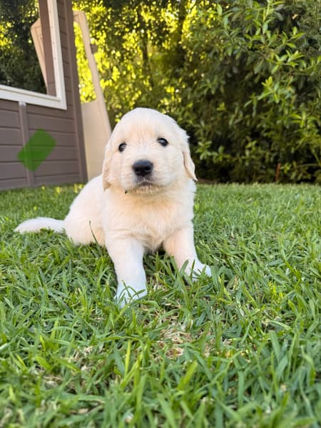 Golden Retriever puppy Autumn