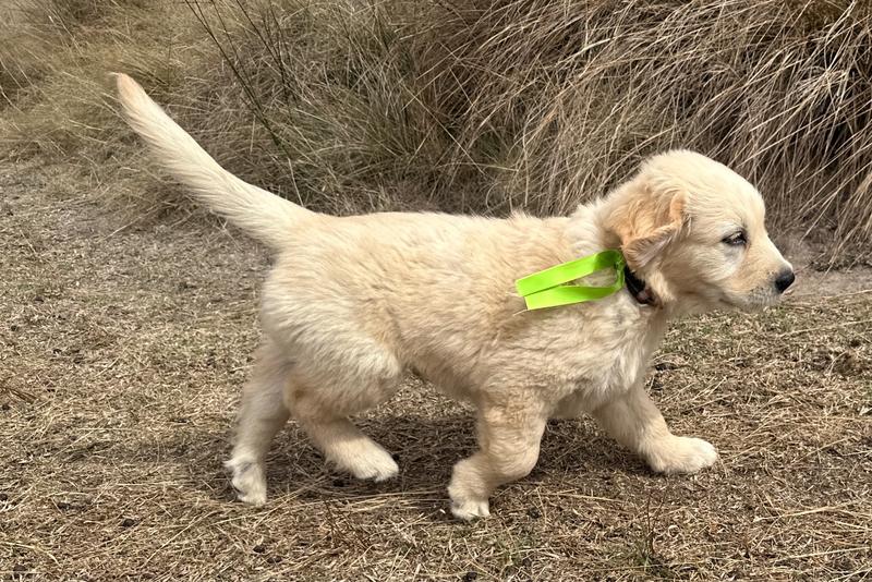 Golden Retriever puppy Bella