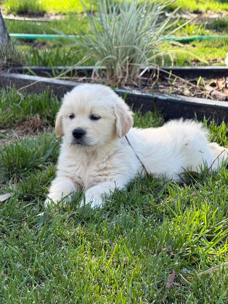 Golden Retriever puppy Clover