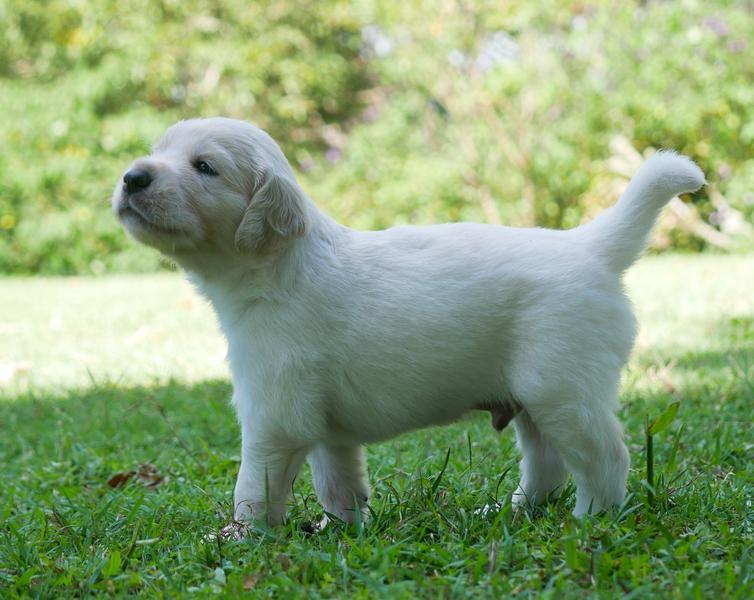 Golden Retriever puppy Daisy