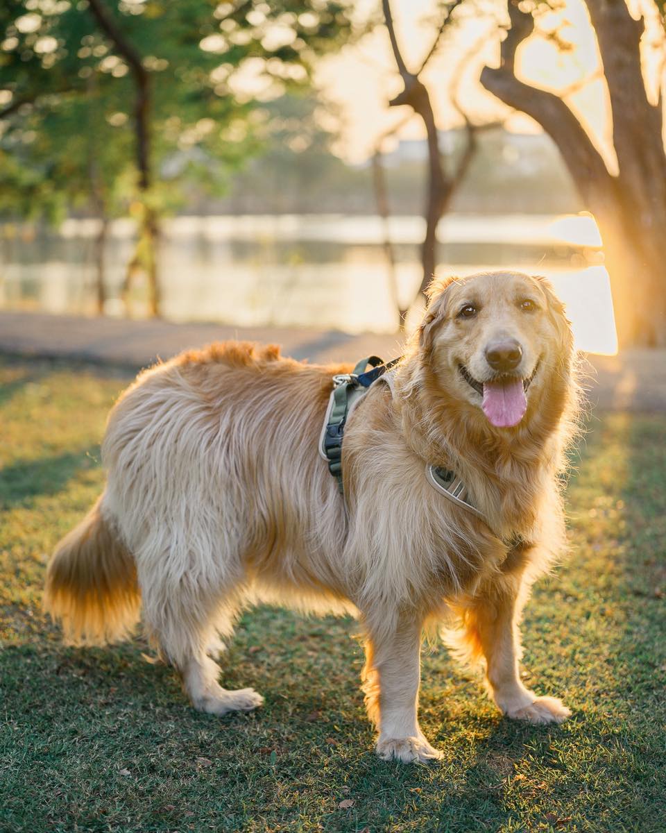 Golden Retriever puppy