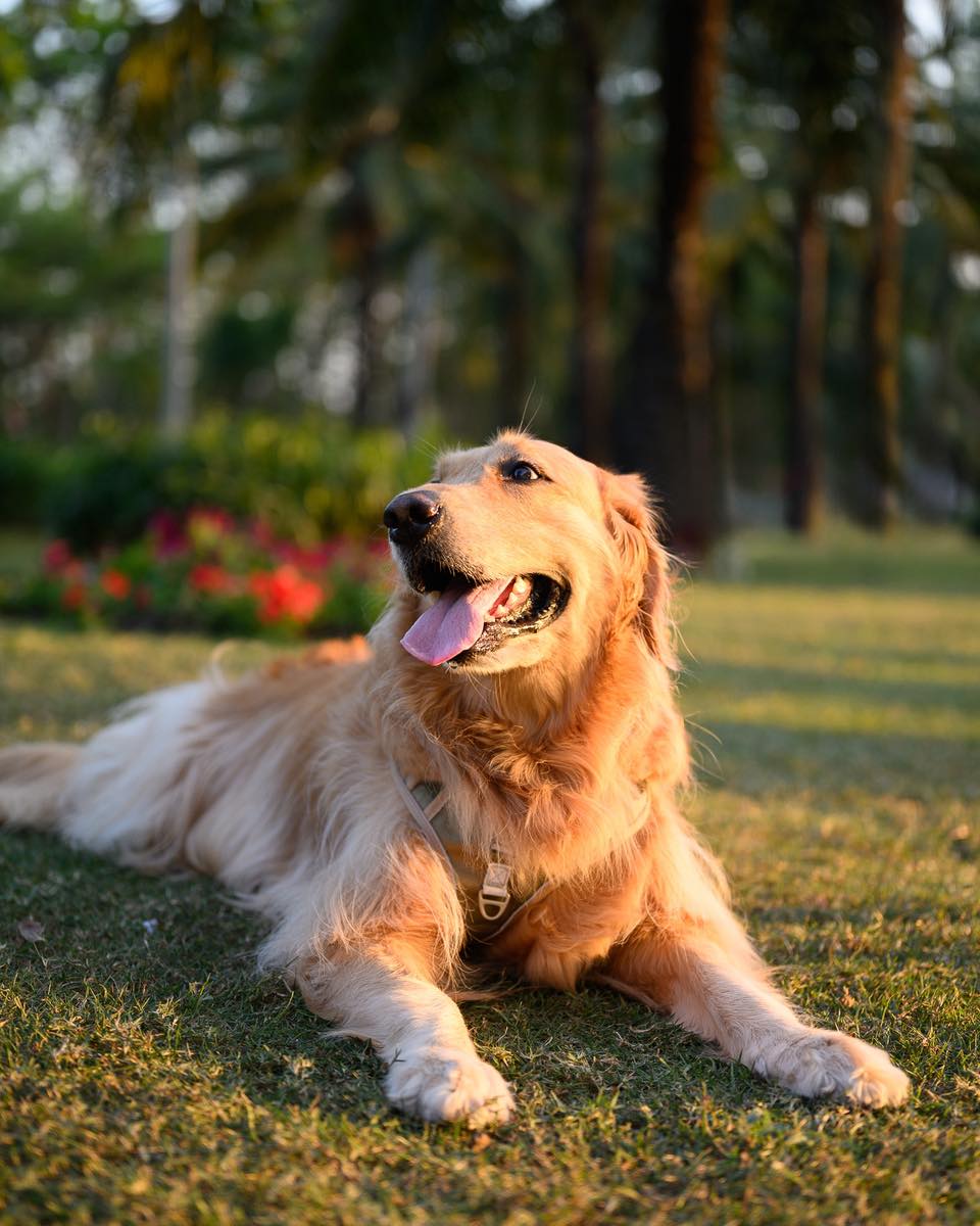 Golden Retriever care and family life