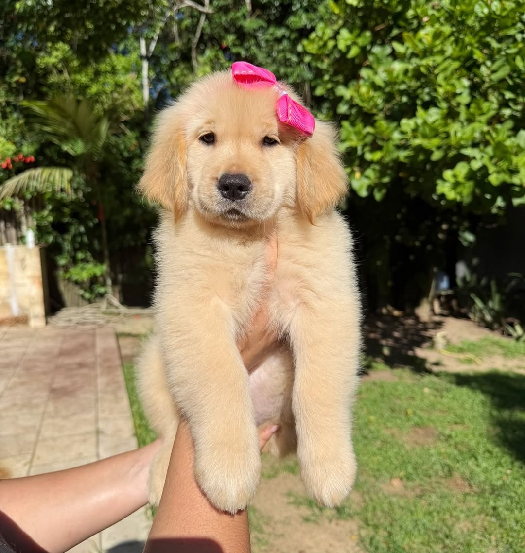 Golden Retriever puppy outdoors