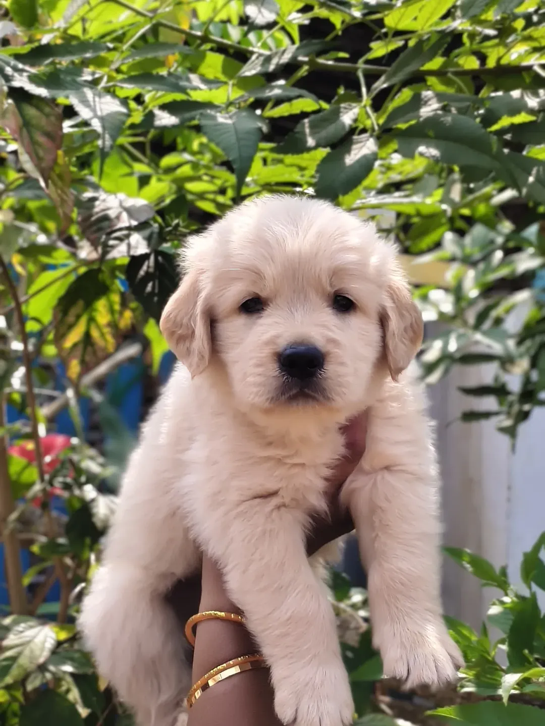 Golden Retriever puppy Charlie