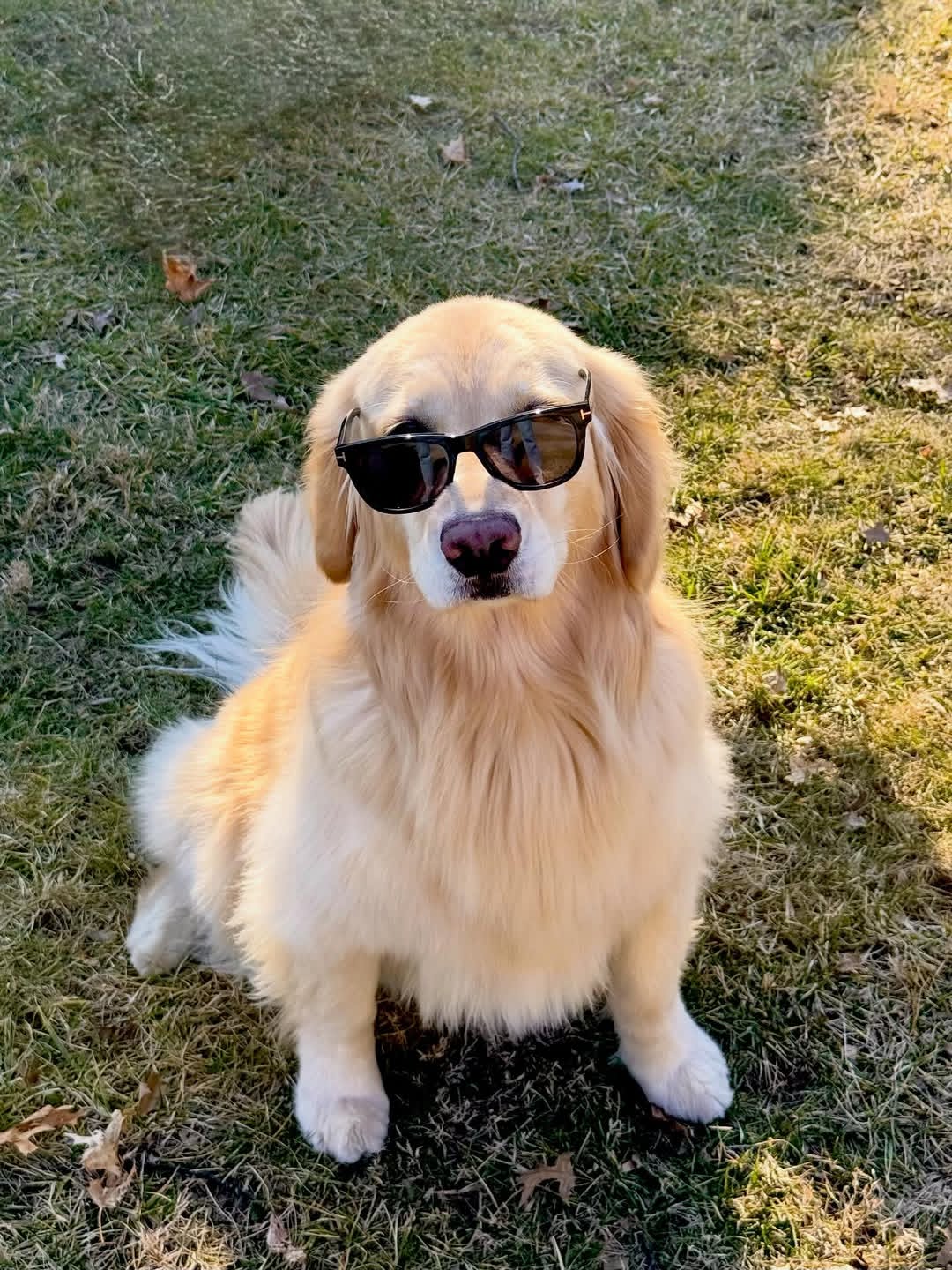 Golden Retriever outdoors
