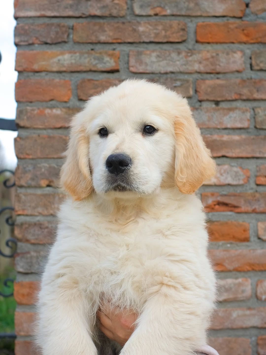 Puppy care and home life