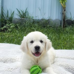 Golden Maple Retrievers (43)