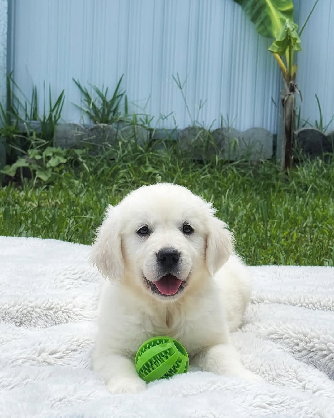 Golden Retriever puppy Willow