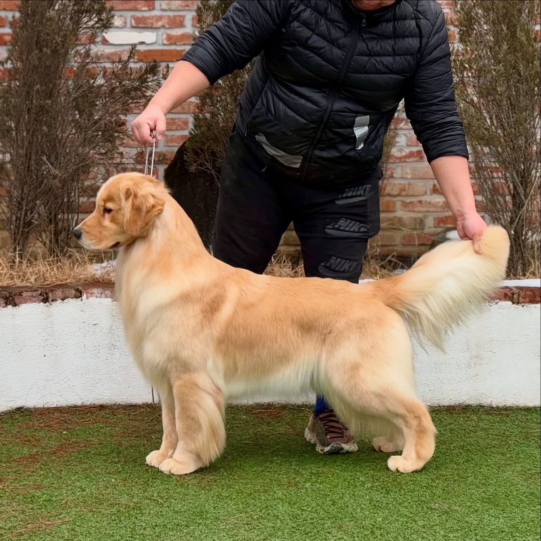 Golden Retriever puppy inquiry