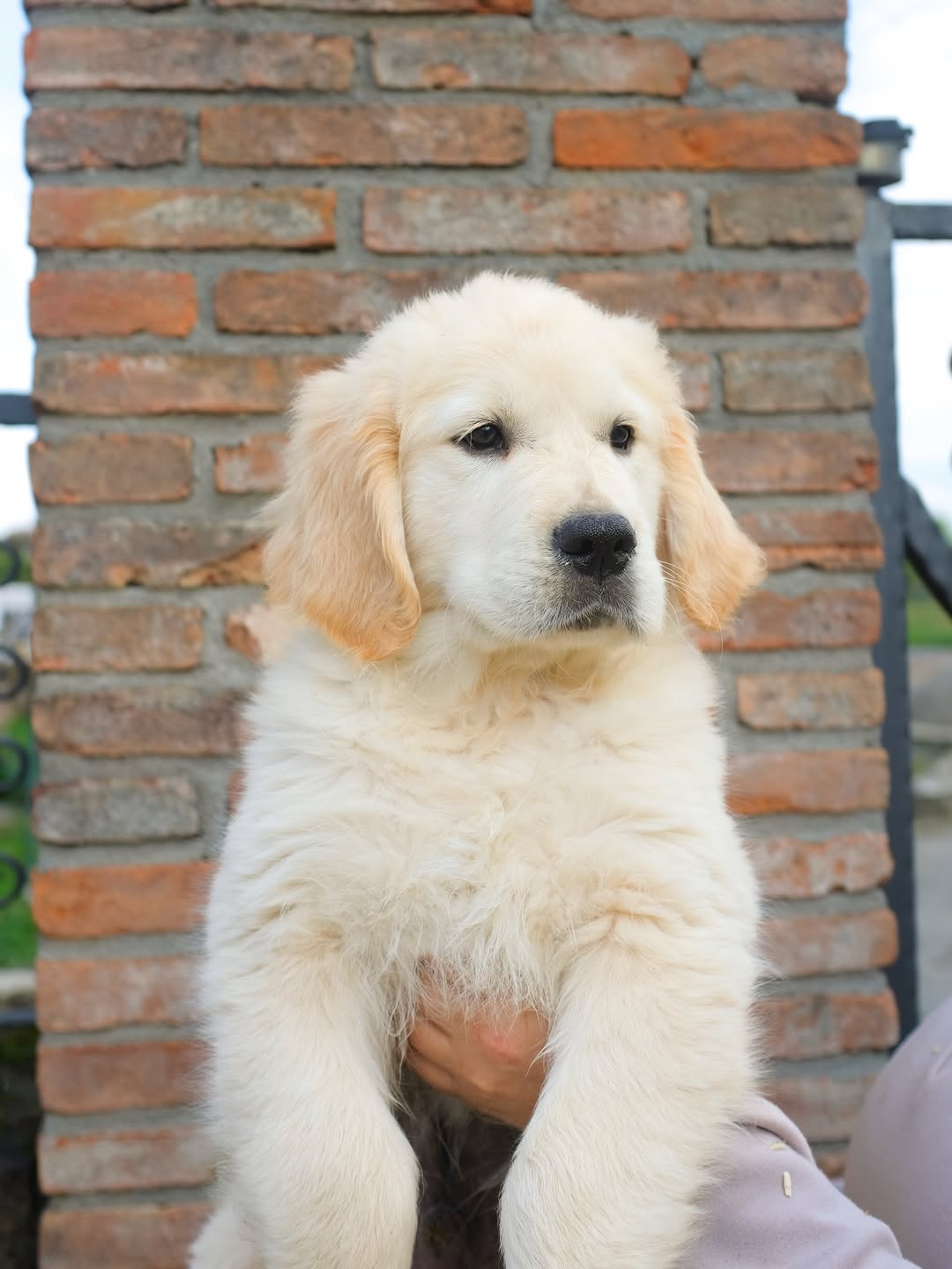 Golden Retriever puppy Finn