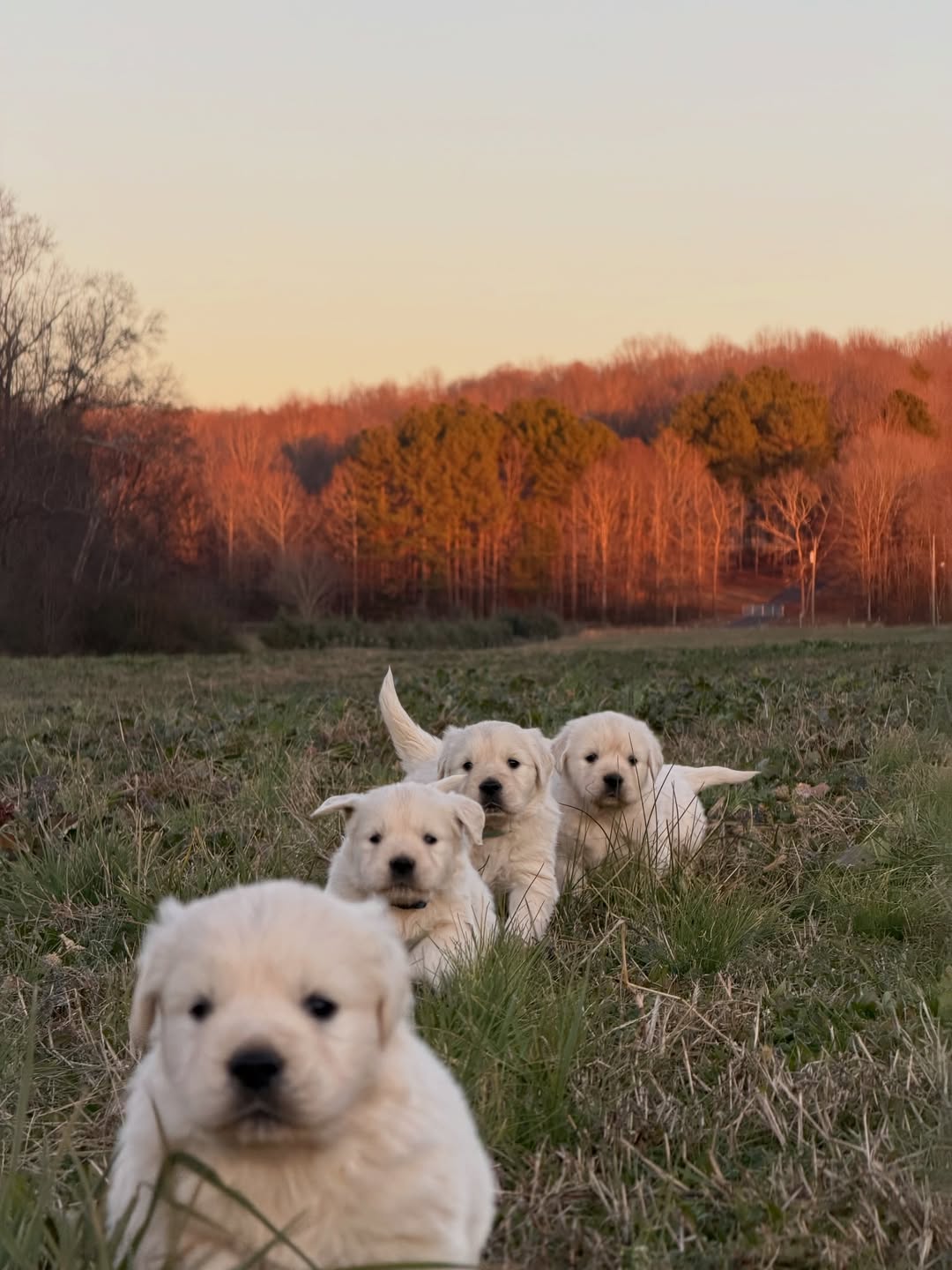 Preparing home for Golden Retriever puppy