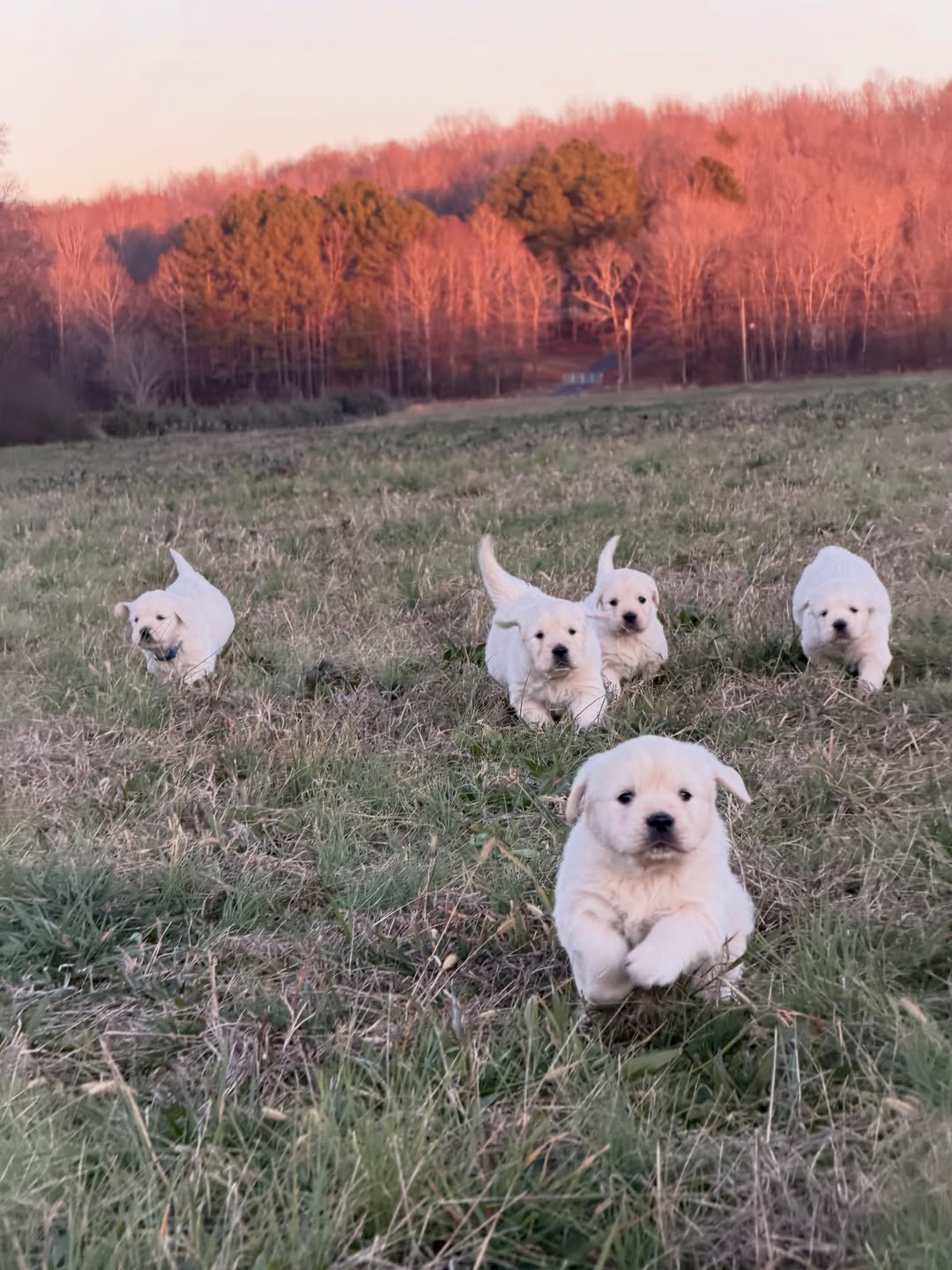 Happy Golden Retriever with family