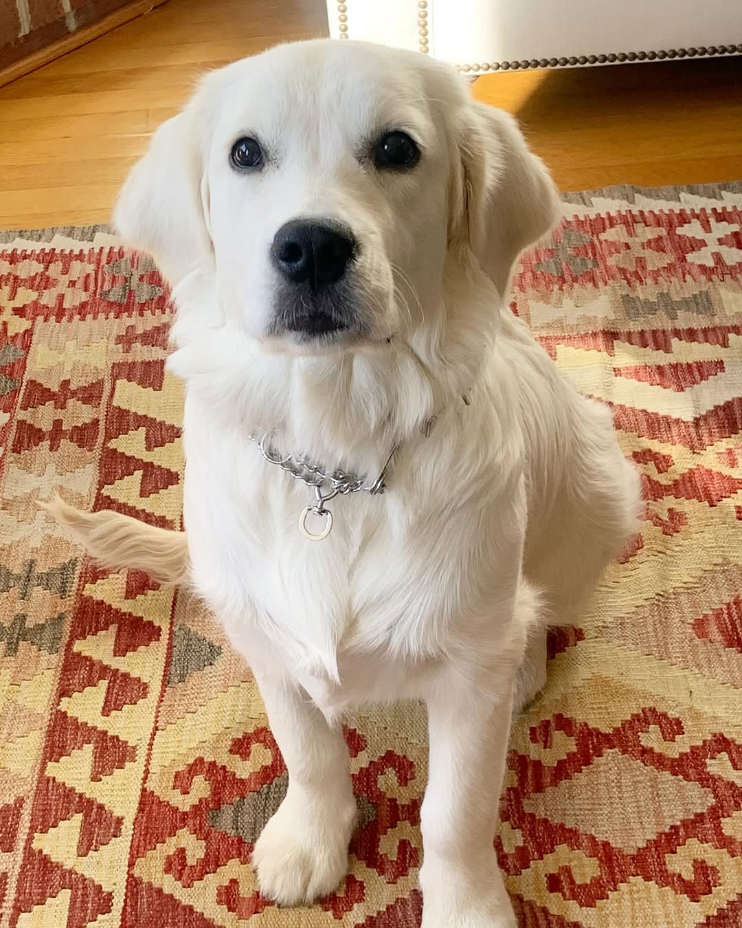 Family with Golden Retriever