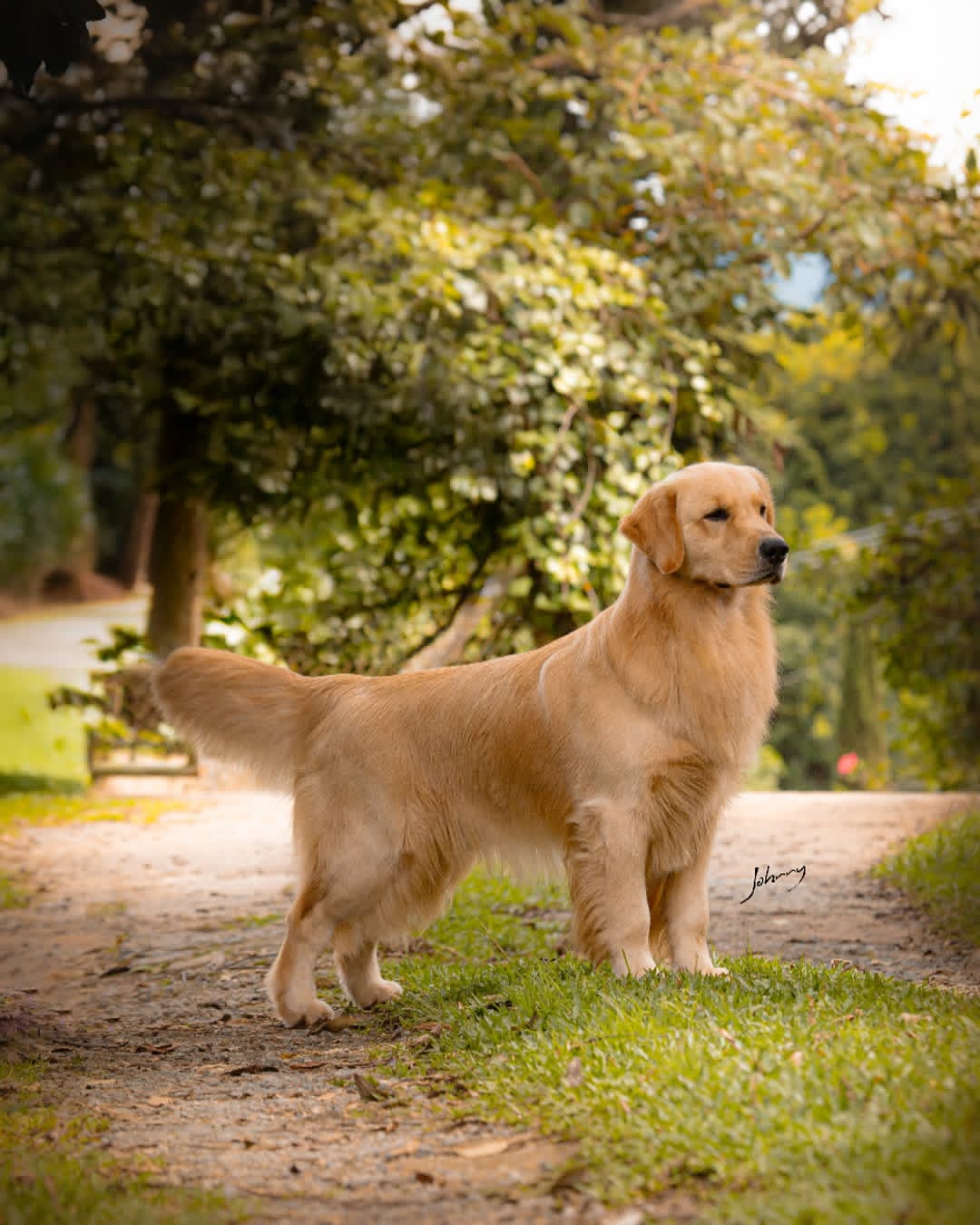 Golden Retriever puppy outdoors