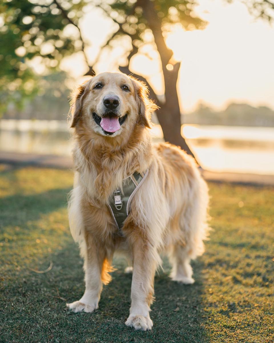 Golden Retriever family image
