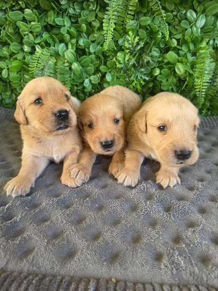 Golden Retriever puppy Honey