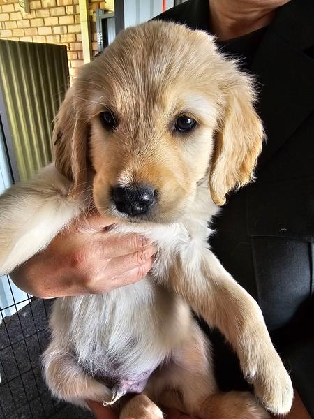 Golden Retriever puppy Luna