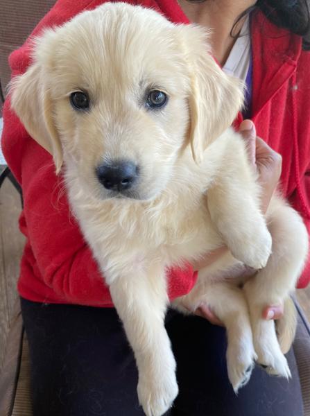 Golden Retriever puppy Maple