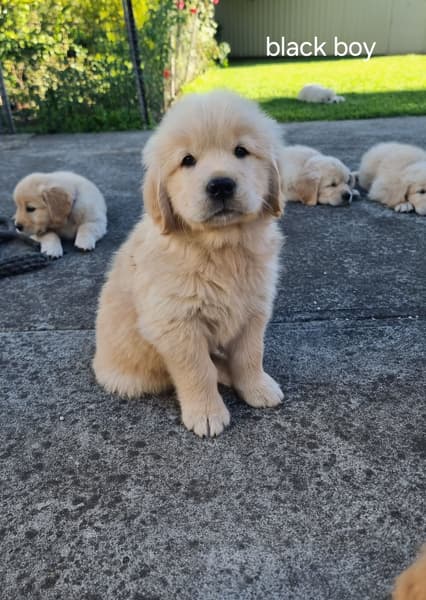Golden Retriever puppy Poppy