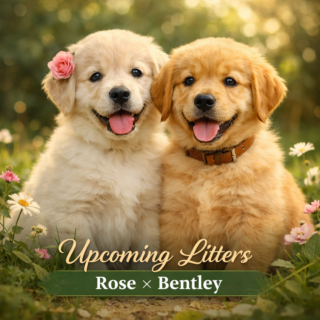Golden Retriever puppy family placeholder