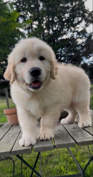 Golden Retriever puppy Ruby