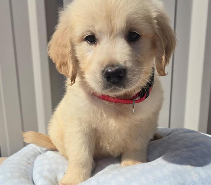 Golden Retriever puppy Rusty