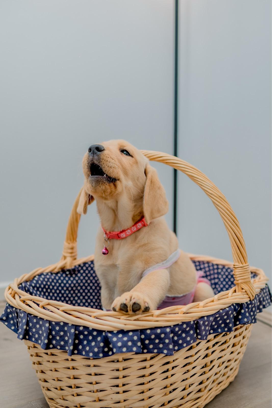 Golden Retriever gallery image