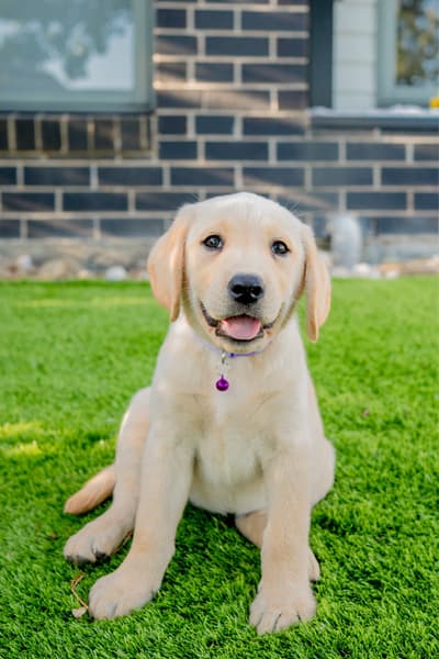 Golden Retriever breeder in Canada