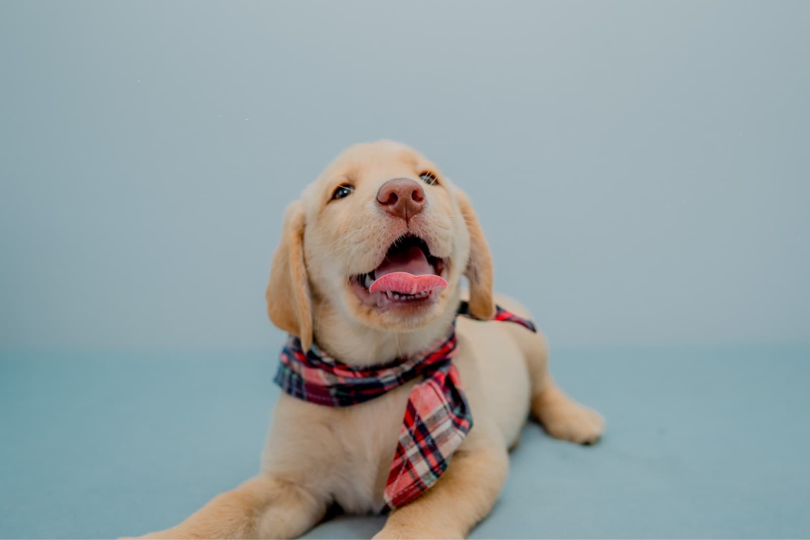 Family with Golden Retriever placeholder image