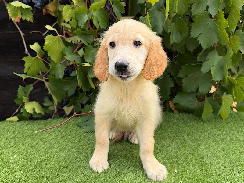 Golden Retriever puppy Milo