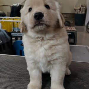 home raised puppies Ontario