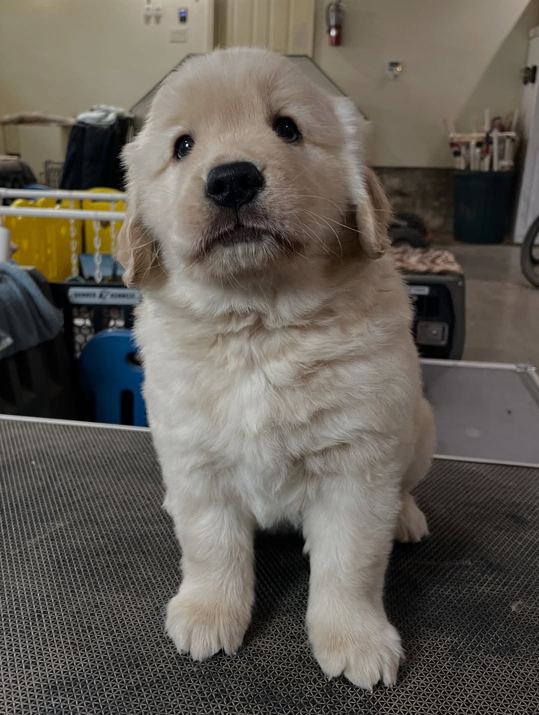 Cooper – Male Golden Retriever Puppy 1 home raised puppies Ontario