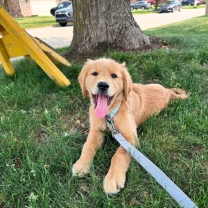 best golden retriever breeder Ontario, golden retriever puppies