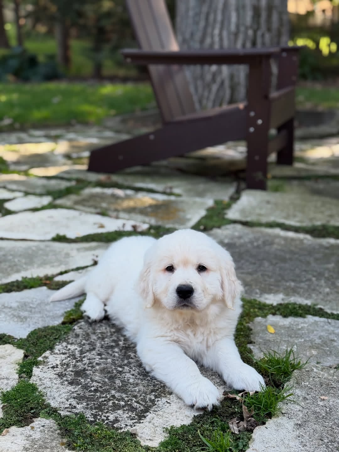 Willow – Female Golden Retriever Puppy 2 best golden retriever breeder Ontario, golden retriever puppies near me, Ontario dog breeder, Canadian golden retriever breede