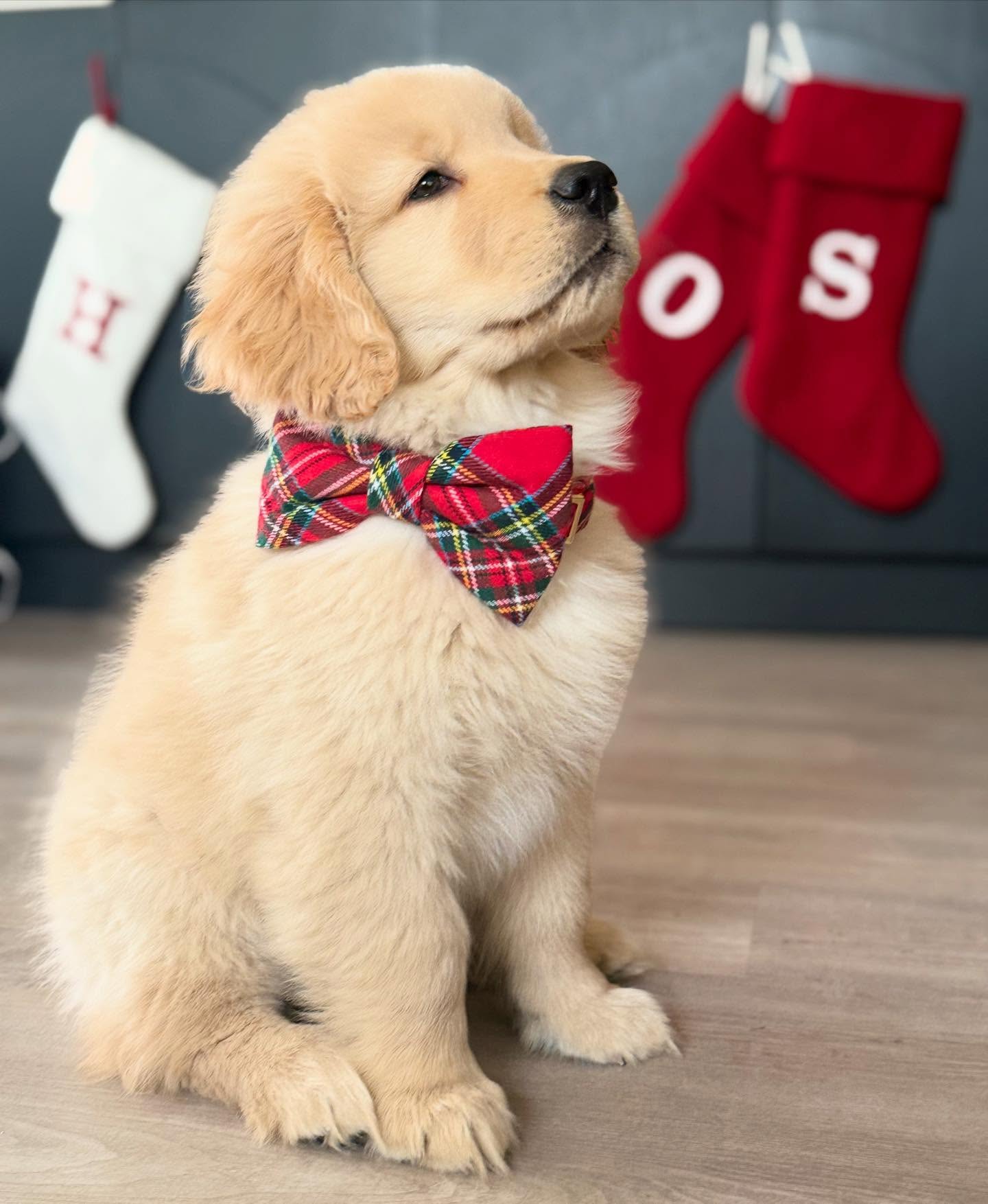 Josey – Female Golden Retriever Puppy 2 golden retriever puppies Canada