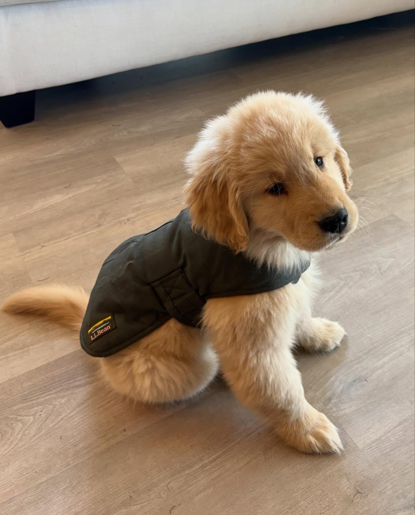 Josey – Female Golden Retriever Puppy 3 Josey – Female Golden Retriever Puppy - Image 3