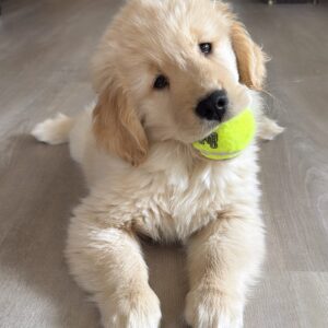 golden retriever breeder Ontario