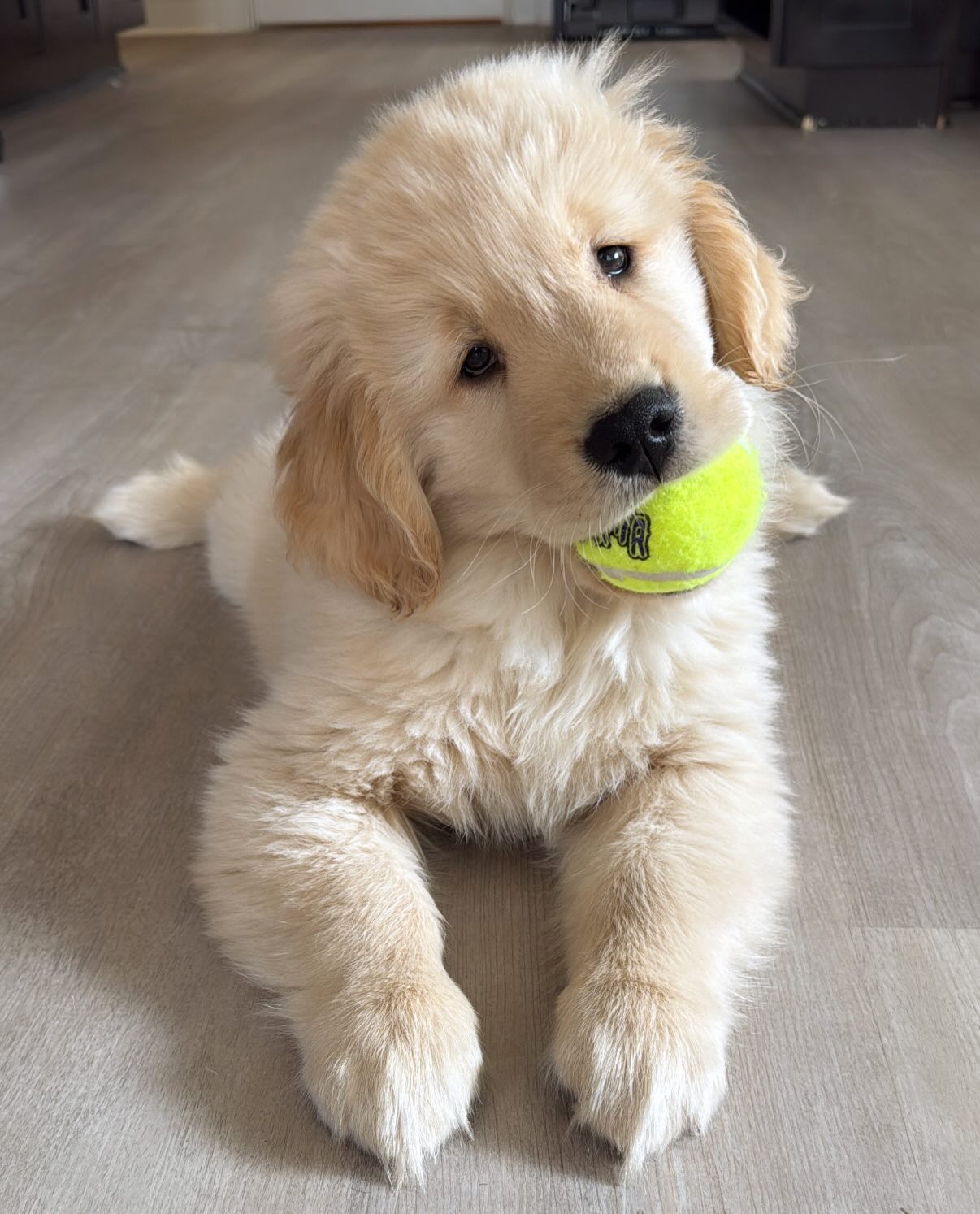 Josey – Female Golden Retriever Puppy 1 golden retriever breeder Ontario