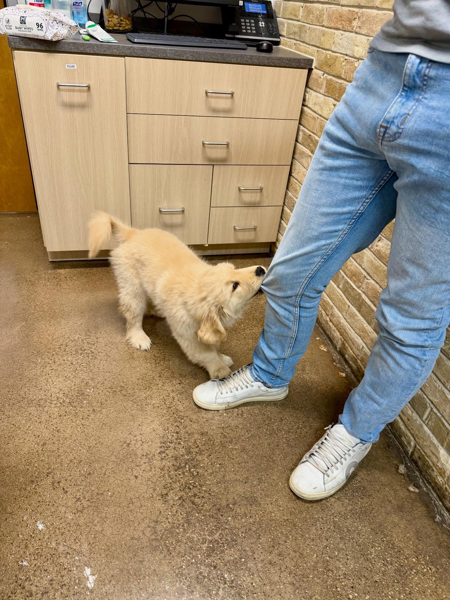 Josey – Female Golden Retriever Puppy 5 Josey – Female Golden Retriever Puppy - Image 5