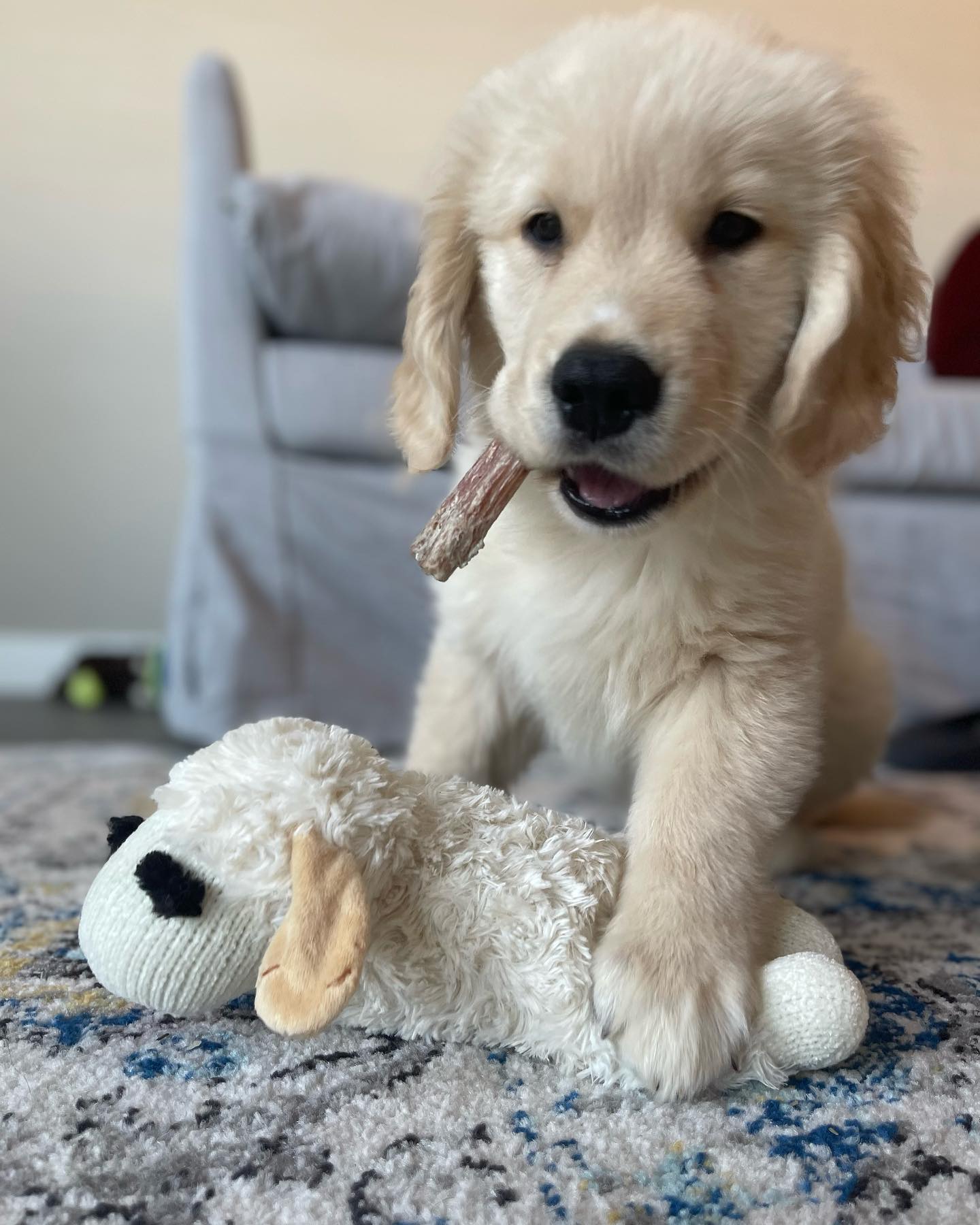 Max – Male Golden Retriever Puppy 3 Max – Male Golden Retriever Puppy - Image 3