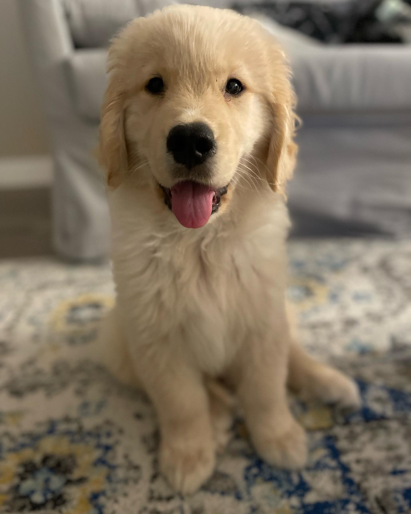 Max – Male Golden Retriever Puppy 4 Max – Male Golden Retriever Puppy - Image 4